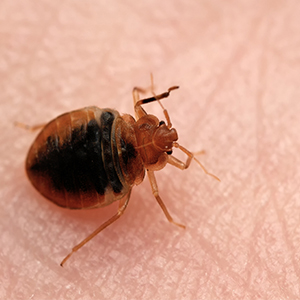 Bed Bug Management