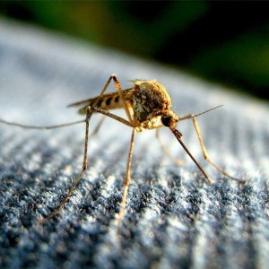 Ant Management