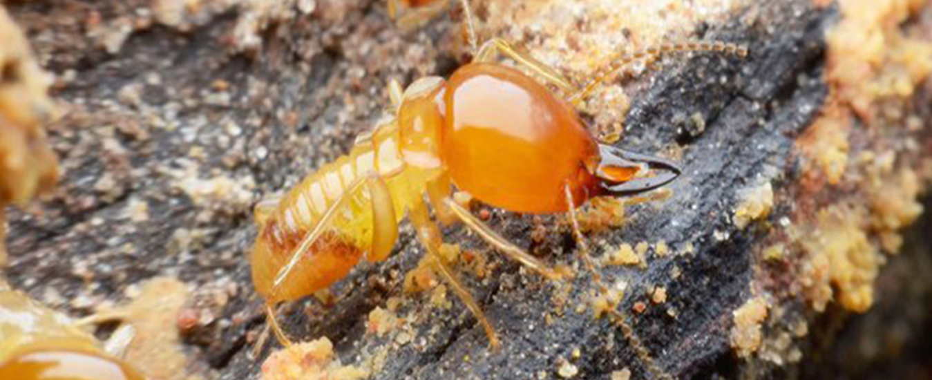 Termites