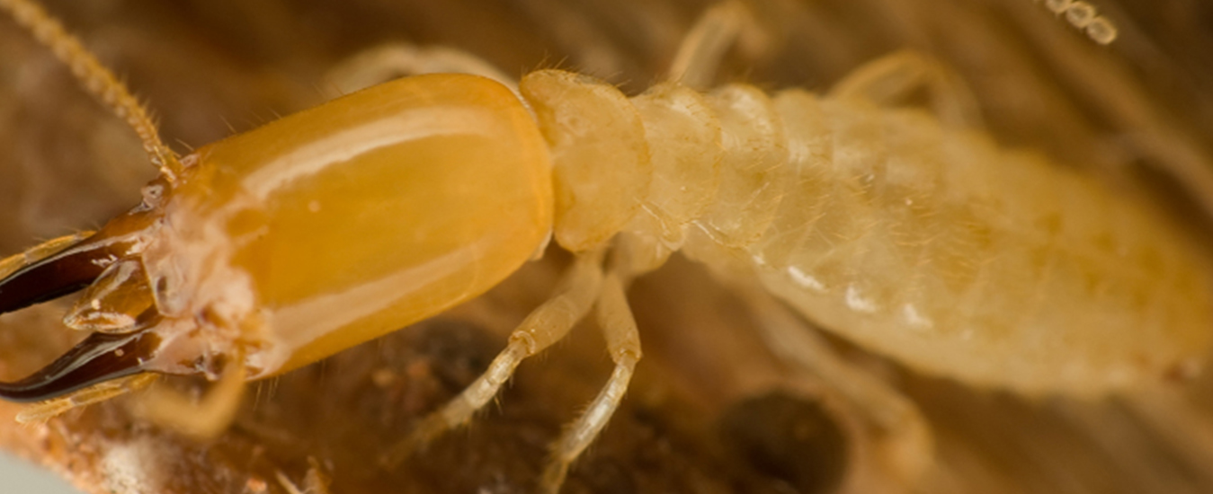Termite inspection